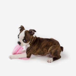 boston-terrier-puppy-for-sale13