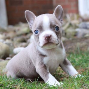 boston-terrier-puppy-for-sale16
