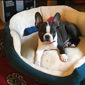 boston-terrier-puppy-for-sale2