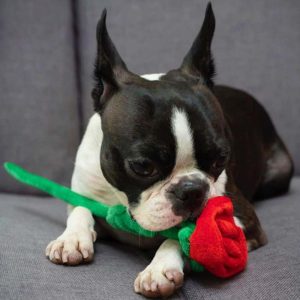 boston-terrier-puppy-for-sale3