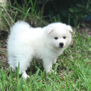 American Eskimo puppy