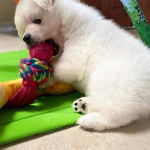 American Eskimo puppy