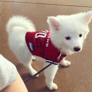 American Eskimo puppy